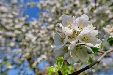 Bahçede çiçek açan elma ağacı. Bahar geldi.