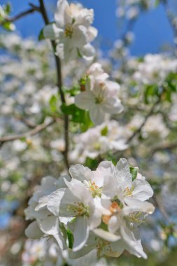 Bahçede çiçek açan elma ağacı. Bahar geldi.