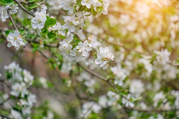 Appelbloesems Tuin Voorjaar Achtergrond — Stockfoto