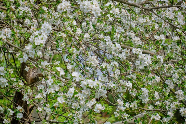 Fiori Mela Giardino Primavera Sfondo — Foto Stock