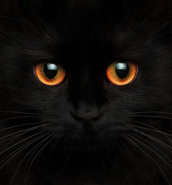 Kırmızı gözlü siyah bir kedi şirin namlu