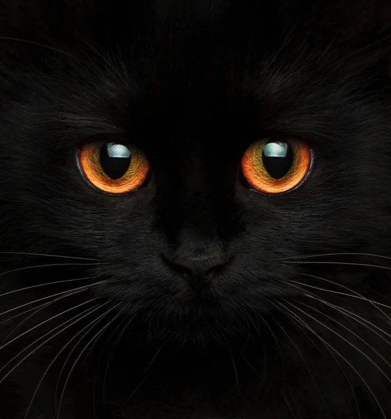 Lindo hocico de un gato negro con ojos rojos —  Fotos de Stock