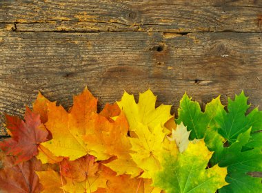 Kırmızı, sarı ve yeşil akçaağaç eski ahşap arka plan üzerinde bırakır.