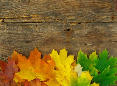 Kırmızı, sarı ve yeşil akçaağaç eski ahşap arka plan üzerinde bırakır.