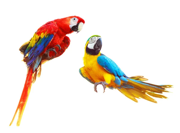 Zwei bunte rote Papageien Ara isoliert auf weiß — Stockfoto