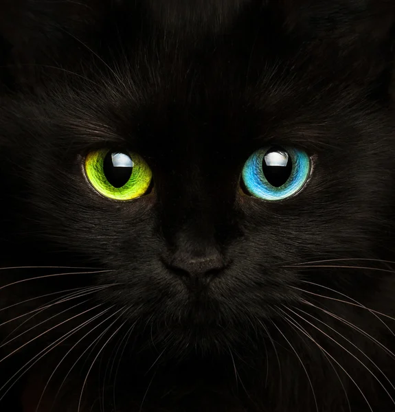 Černá kočka s očima různých barvách closeup — Stock fotografie