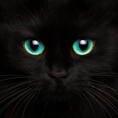 Siyah bir kedi şirin namlu yakın çekim