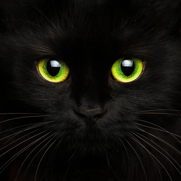 Roztomilý tlama černá kočka zblízka — Stock fotografie