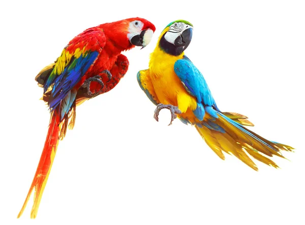 Dos coloridos loros rojos guacamayo aislado en blanco —  Fotos de Stock