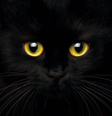 Siyah bir kedi şirin namlu yakın çekim