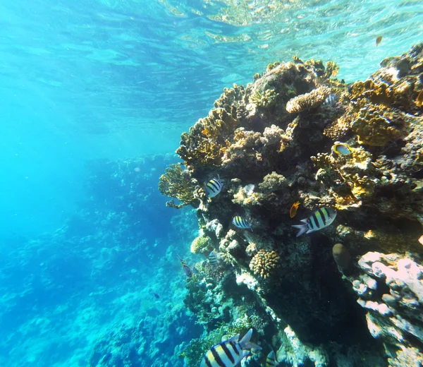 Koral i fishs w Morzu Czerwonym — Zdjęcie stockowe