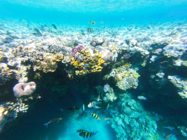 Mercan ve fishs Red Sea'deki/daki