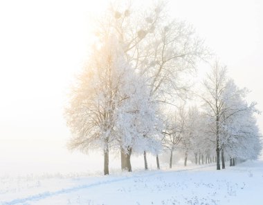 soğuk kış günü, güzel hoarfrost ve ağaçları in Rime ı