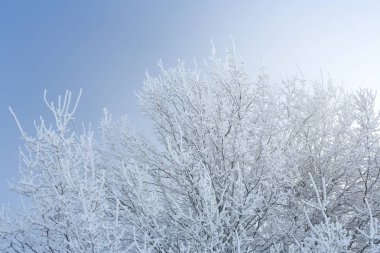 soğuk kış günü, güzel hoarfrost ve ağaçları in Rime ı
