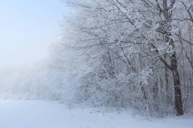 soğuk kış günü, güzel hoarfrost ve ağaçları in Rime ı