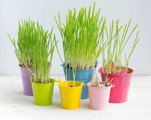 Hierba verde fresca en cubos multicolores brillantes —  Fotos de Stock