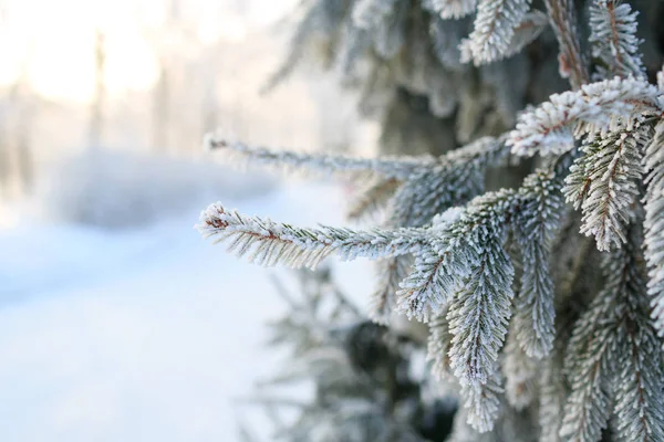 Зимовий фон з морозними ялиновими гілками — стокове фото
