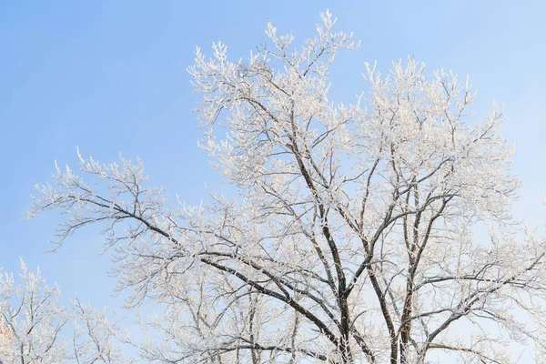 soğuk kış günü, güzel hoarfrost ve ağaçları in Rime ı