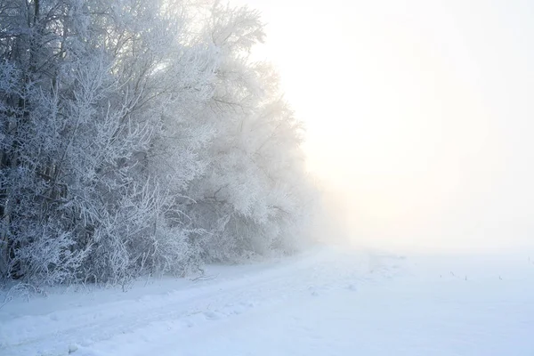 Дорога в зимовому пейзажі в лісі — стокове фото