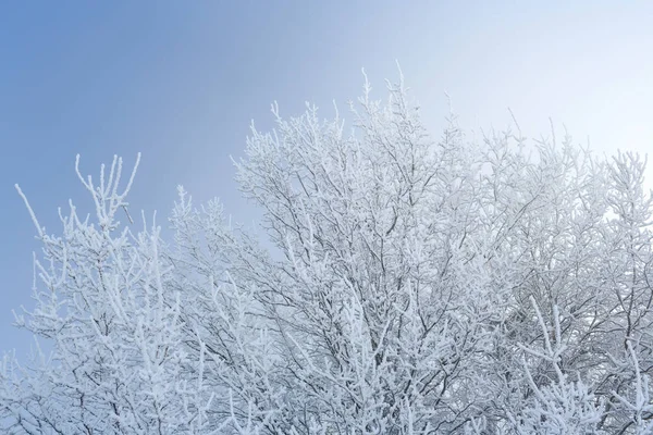 Холодний зимовий день, красива калюжа і раб на деревах — стокове фото