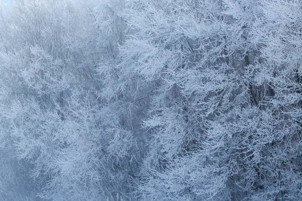 Cold winter day, beautiful hoarfrost and rime on trees — Stock Photo, Image