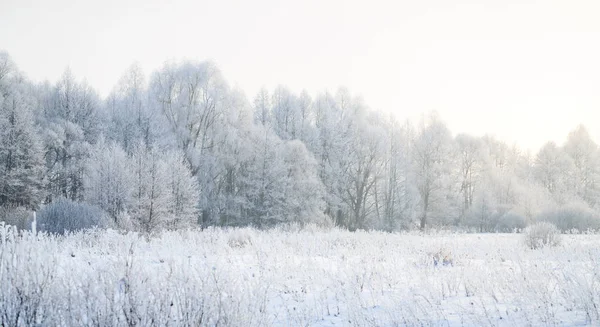 Холодний зимовий день, красива калюжа і раб на деревах — стокове фото