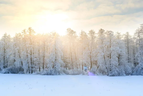 Зимовий пейзаж з зеленими ялиновими деревами, покритими снігом і відливом — стокове фото