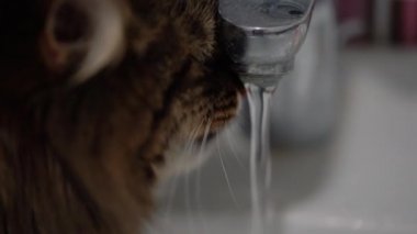 Şirin kedi içme suyu musluktan