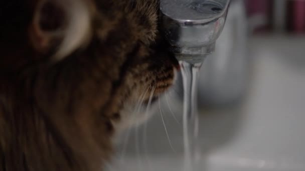 Schattige kat drinkwater uit de kraan — Stockvideo