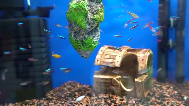 Vissen zwemmen in een aquarium — Stockvideo