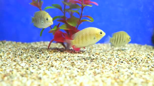 Fish swim in an aquarium — Stock Video