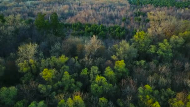 Vuelo sobre el verde bosque de coníferas — Vídeo de stock