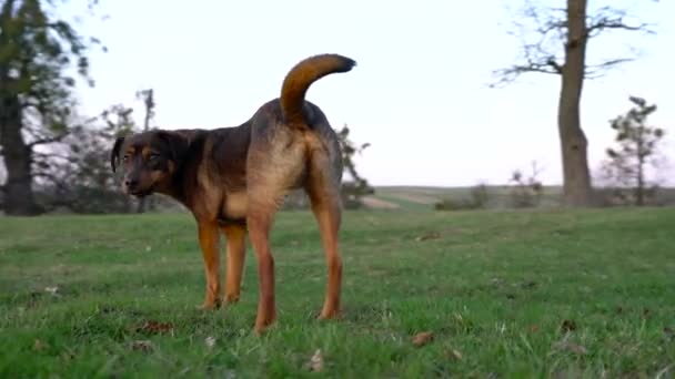 Lindo perro jugando en terrenos del castillo — Vídeo de stock