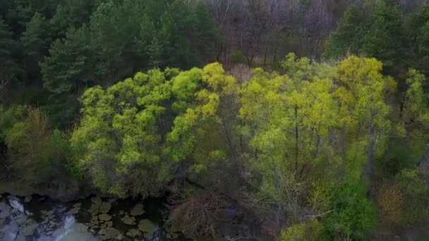 上空にいる緑の針葉樹林 — ストック動画
