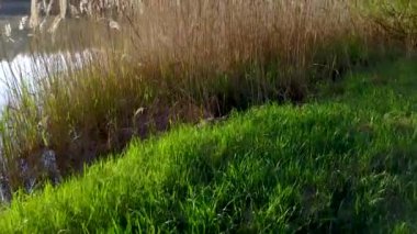 Çayır ve şafak - hava sisli göl üzerinde uçan videoya