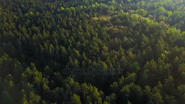 Vol au-dessus de la forêt verte de conifères — Video