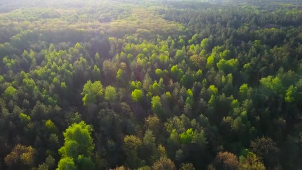 Flug über dem grünen Nadelwald — Stockvideo
