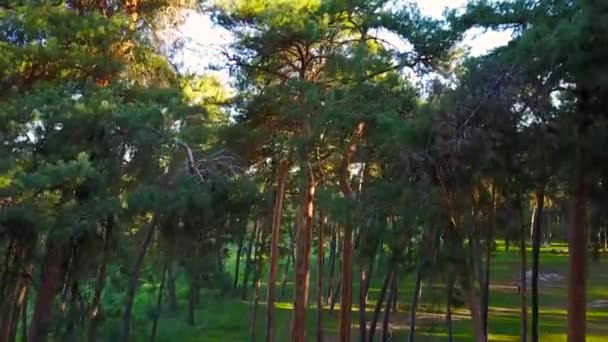 Ochtend in het bos. Zonnestralen passeren de bomen — Stockvideo