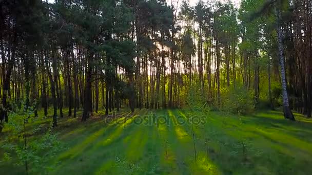 Утро в лесу. Солнечные лучи проходят сквозь деревья. — стоковое видео