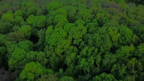Полет над зеленым хвойным лесом — стоковое видео