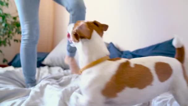 Chica saltar en la cama junto con el perro — Vídeo de stock