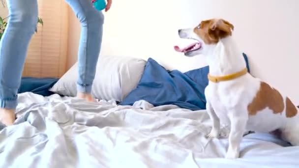 Chica saltar en la cama junto con el perro — Vídeos de Stock
