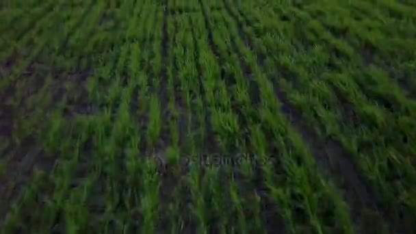 Voando sobre um campo de trigo em belas terras agrícolas — Vídeo de Stock