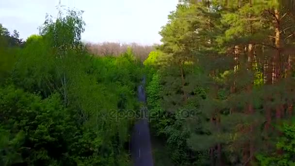 Vägen genom skogen - flygfotografering — Stockvideo