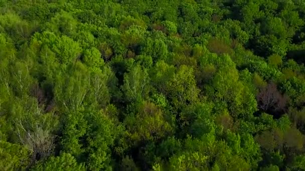 绿色森林上空飞行 — 图库视频影像