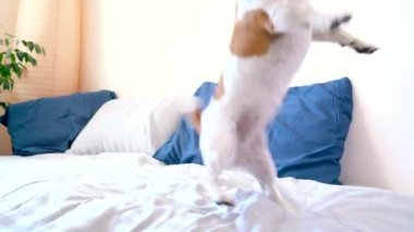 Yatağa oynayan sevimli köpek