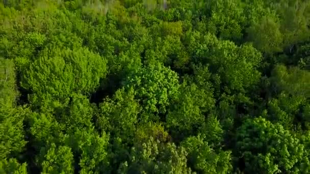 Vlucht boven het groene woud — Stockvideo