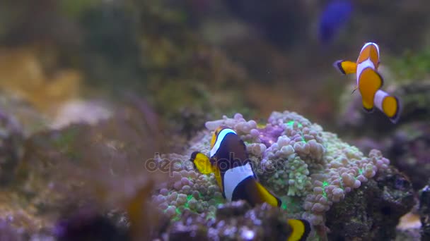 Рыба-клоун плавает в аквариуме — стоковое видео