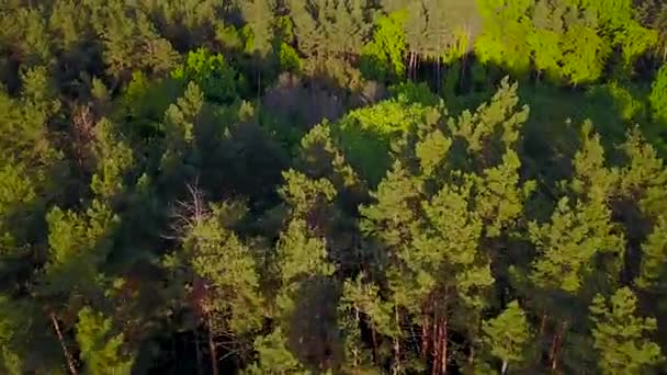 Vuelo sobre el bosque verde — Vídeos de Stock