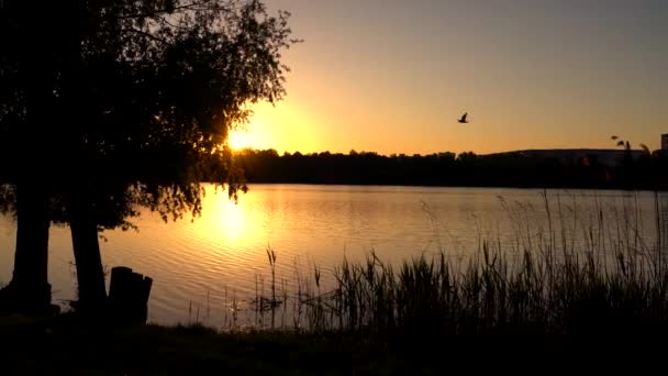 Beautiful sunset on the lake — Stock Video